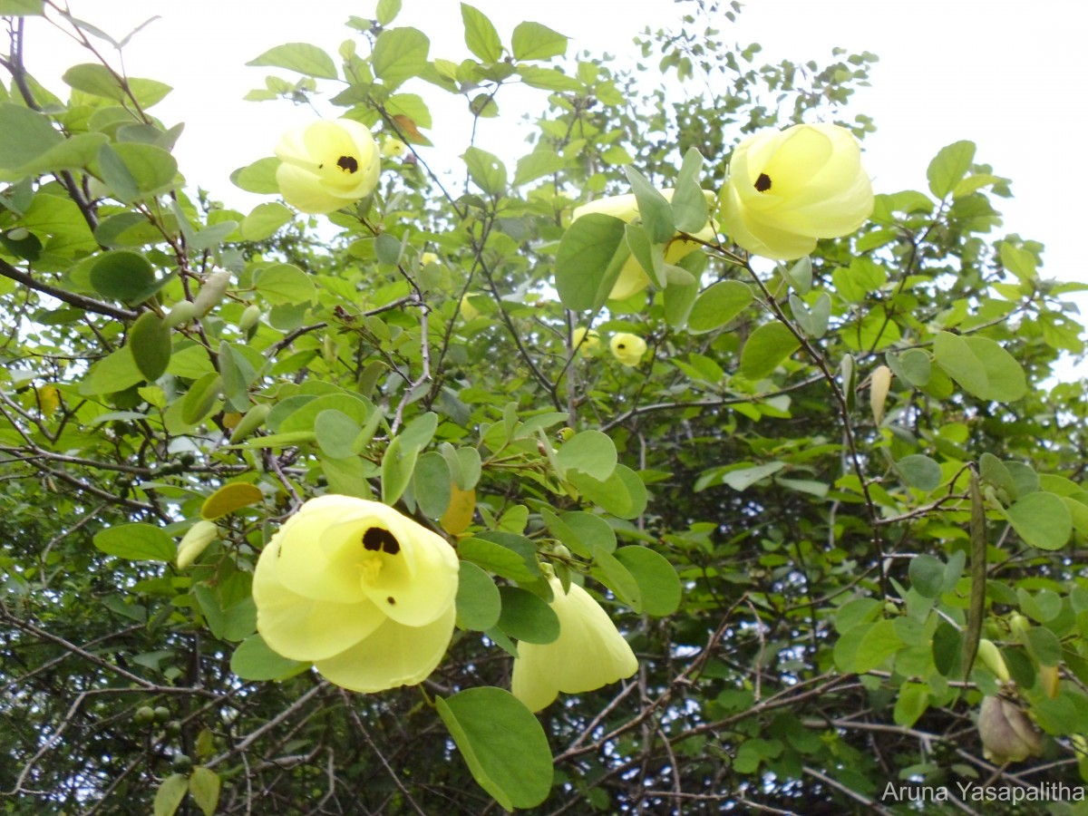 Bauhinia tomentosa L.